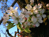 Wild Pear Flowers detail.JPG